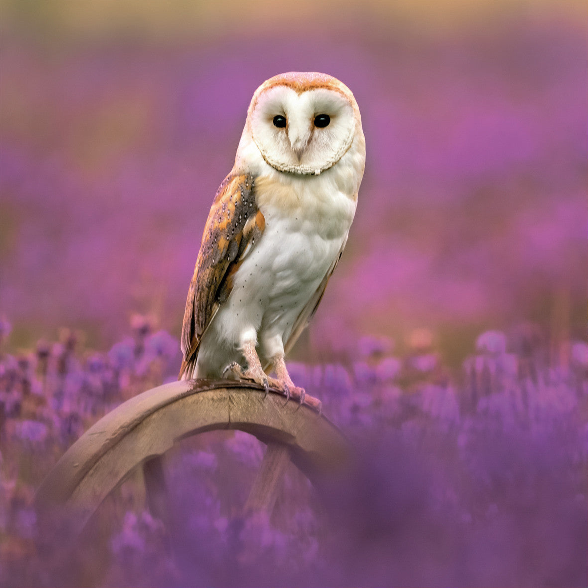 Barn Owl Wildlife Trust Greetings Card