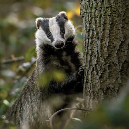 Badger by the tree Wildlife Trust Greetings Card