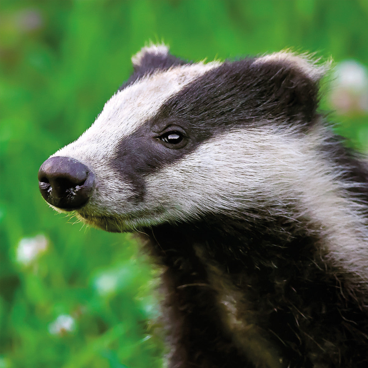 Badger Wildlife Trust Greetings Card