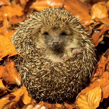 Cosy Hedgehog Greetings Card