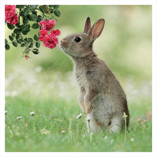 Wild Rabbit, Wildlife Greetings Card