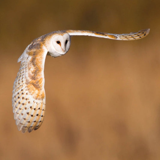 Barn Owl in Flight Wildlife Trust Greetings Card