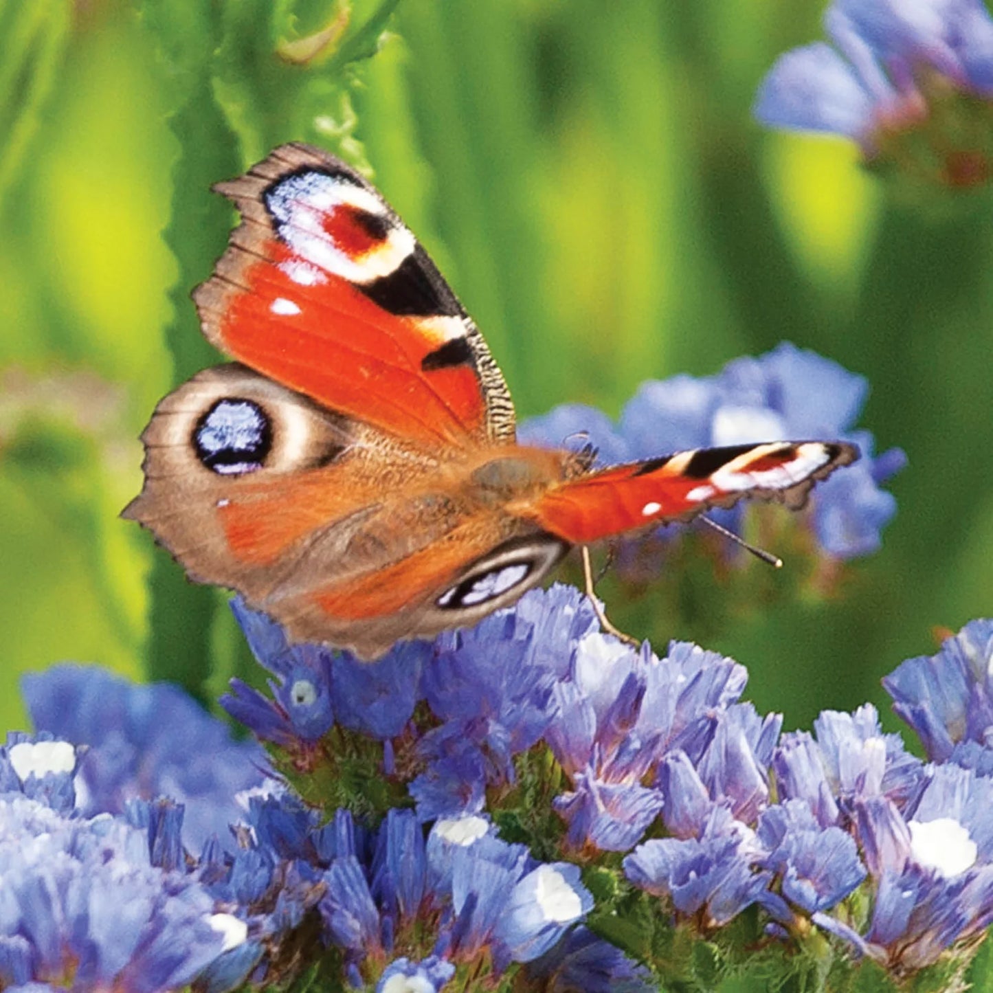‘Peacock Butterfly’ Greeting Card
