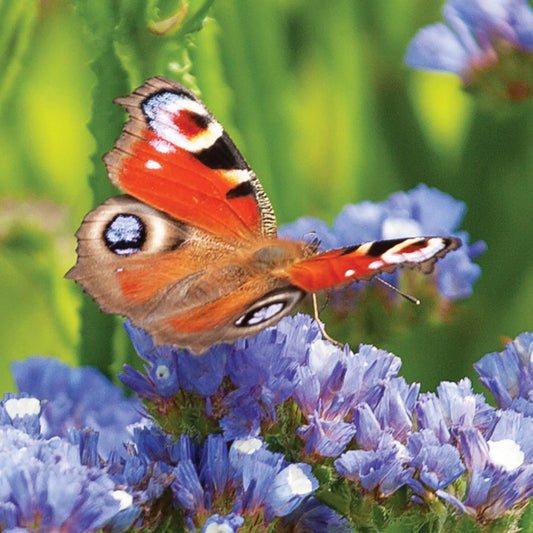 ‘Peacock Butterfly’ Greeting Card