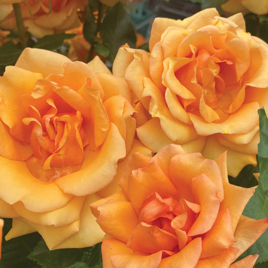 Peach Roses Greetings Card