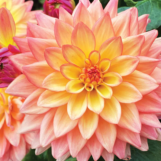 Peach Roses Greetings Card