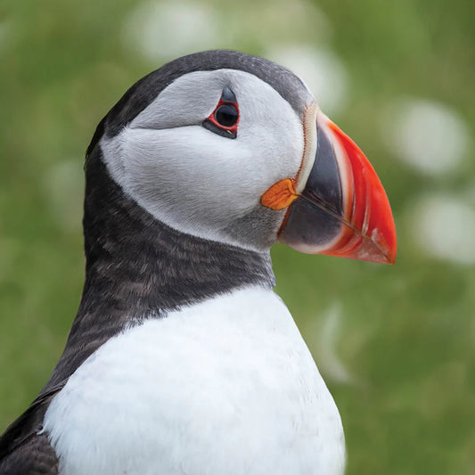 Puffin Greetings Card