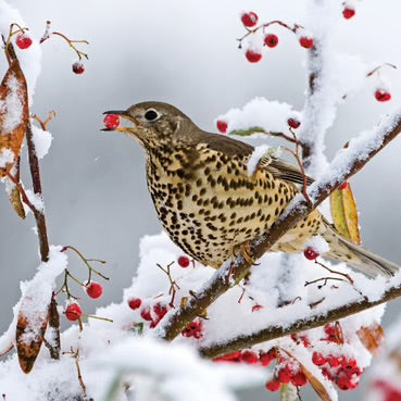 Mistlethrush in the Snow Christmas Card