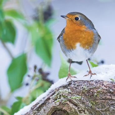 Robin in the Snow Christmas Card