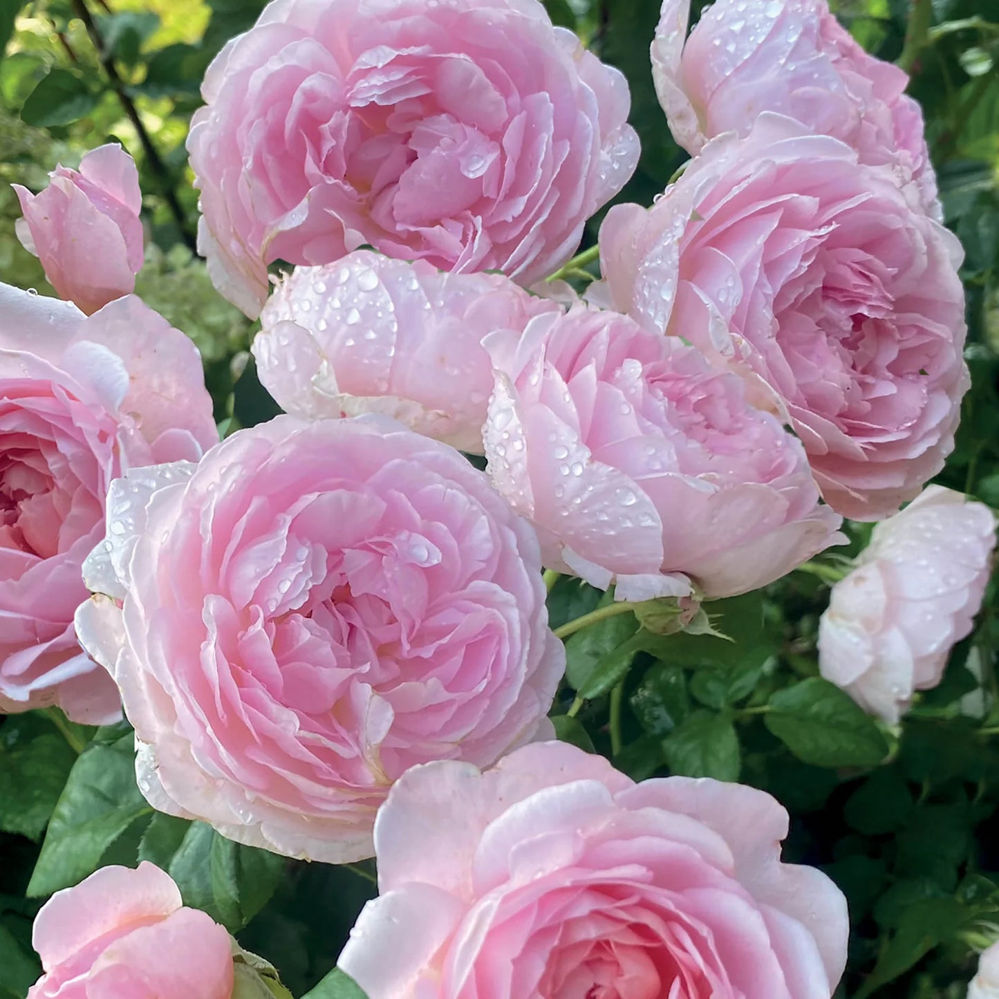 ‘Pink Roses and Peony’ Greetings Card