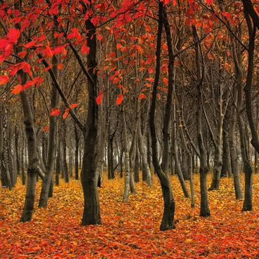 Red Woodland Greetings Card
