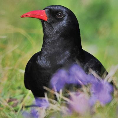 'Chough' Greeting Card