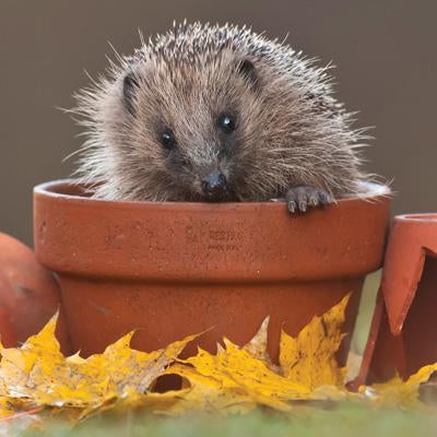 Hedgehog in Plant Pot Greeting Card