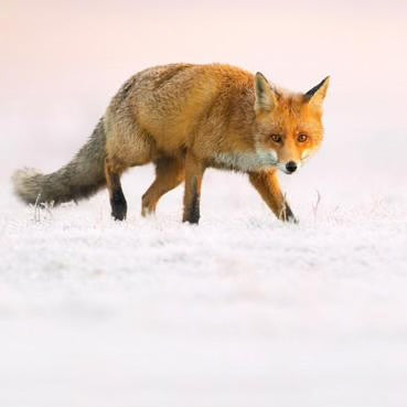 Fox in the Snow Greetings Card