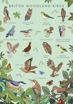 British Woodland Birds Greetings Card