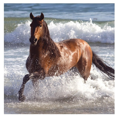 Andalusian Horse Greeting Card