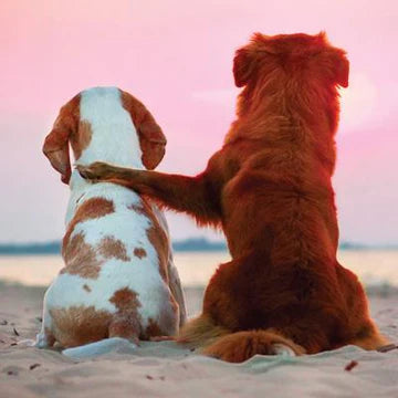 Beagle and Nova Scotia Retriever Greeting Card