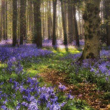 Bluebell Forest Greetings Card