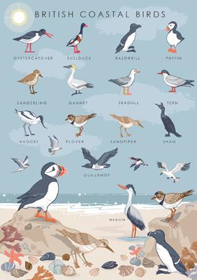 British Coastal Birds Guide Greetings Card