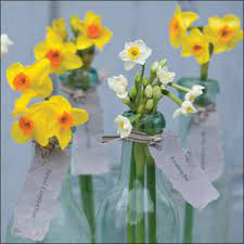 Daffodils Greetings Card