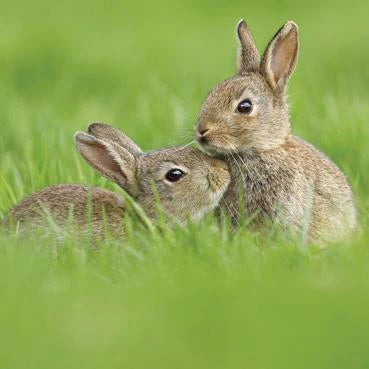 Juvenile European Rabbits Greetings Card