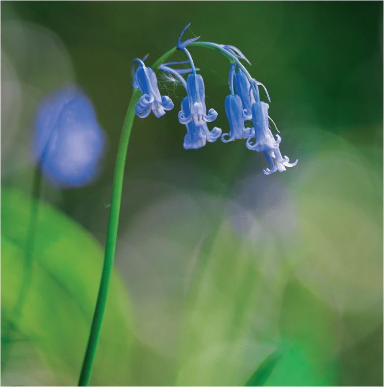 “Bluebell Stem” Greetings Card