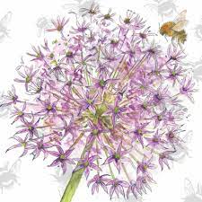 Bee-tanical Allium Greetings Card by Sarah Boddy