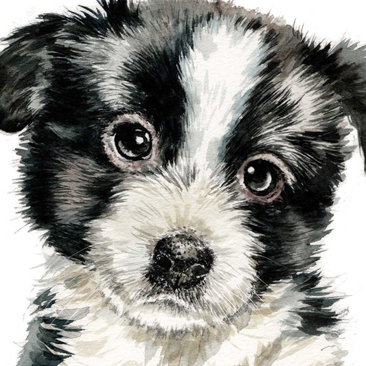 'Bobbie the Border Collie Puppy' Greetings Card