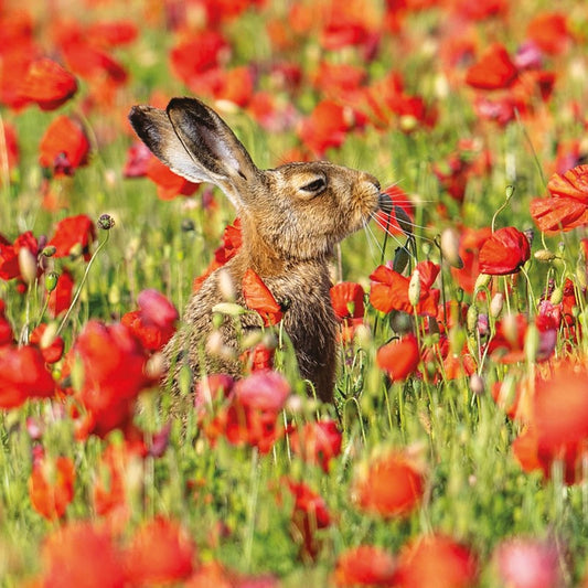 Countryside Card - Hare & Poppies