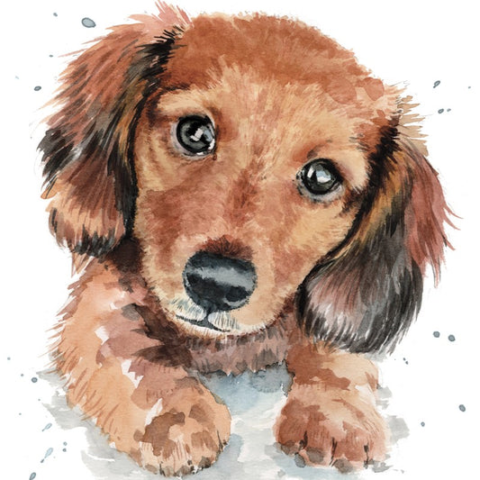 'Darcy the Dachshund Puppy' Greetings Card