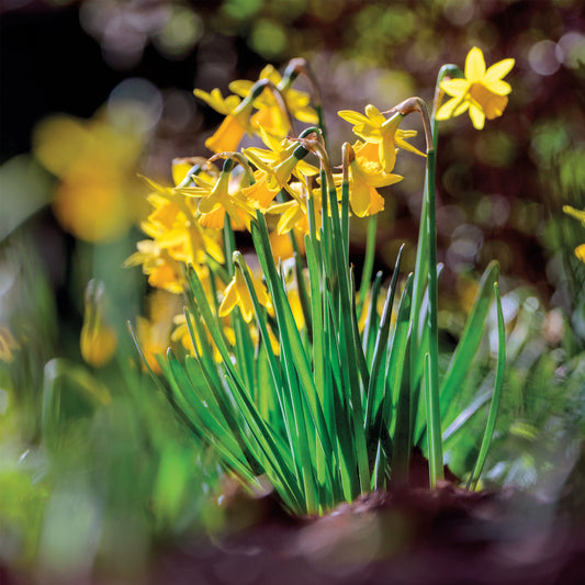 “Daffodils and Dappled Light” Greetings Card