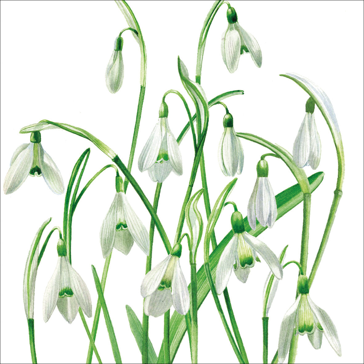 'Snowdrops' Eco-Friendly Greetings Card by Billy Showell